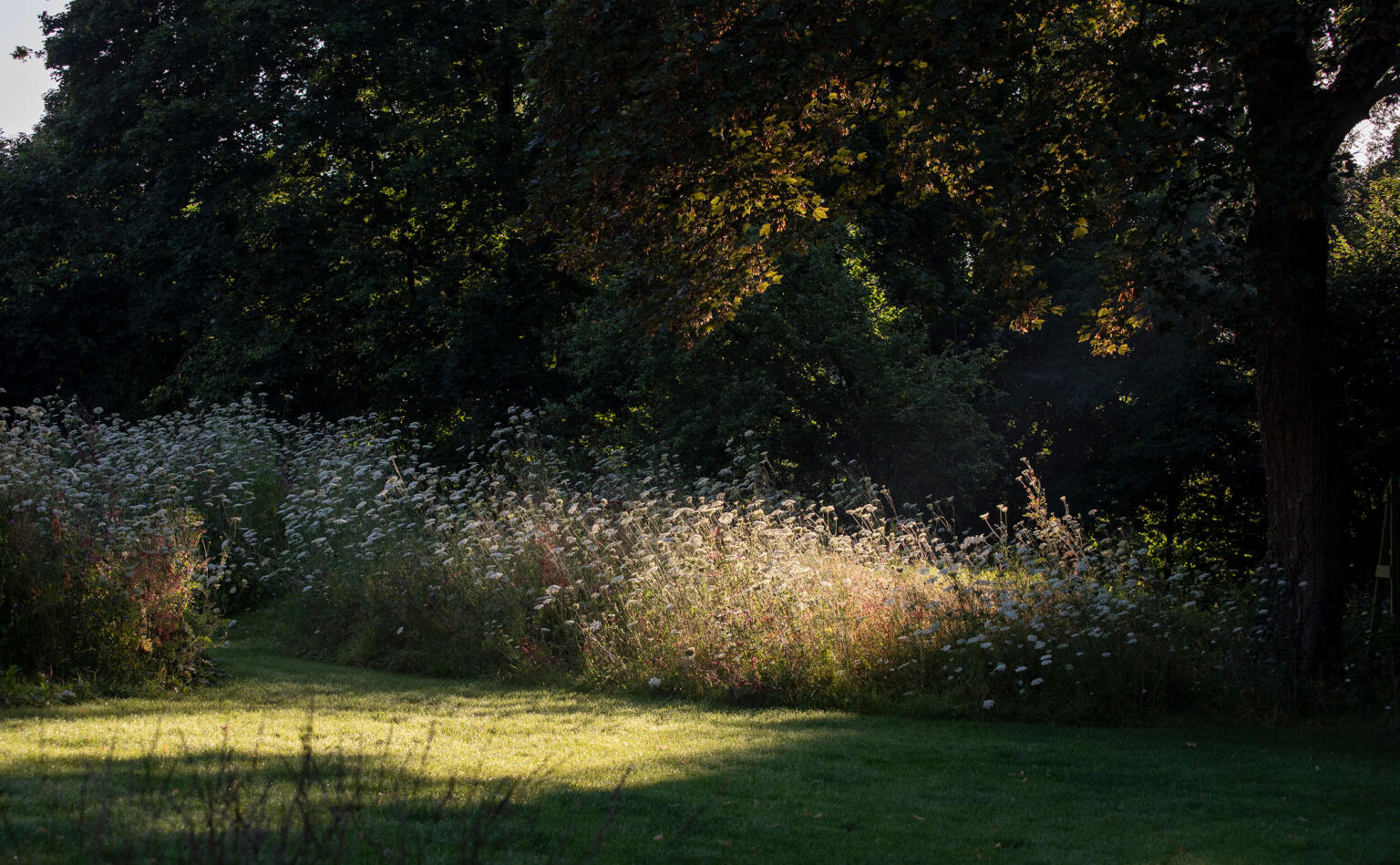 Greenarchitects stefaan willems landschapsarchitect oosterzele Bloeirijk grasland in biodiverse tuin