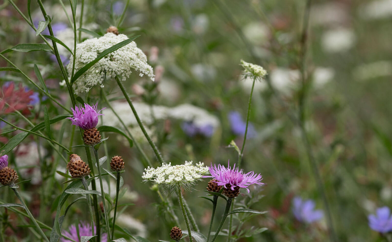 Greenarchitects stefaan willems landschapsarchitect oosterzele Natuurlijke tuin met wilde peen en knoopkruid