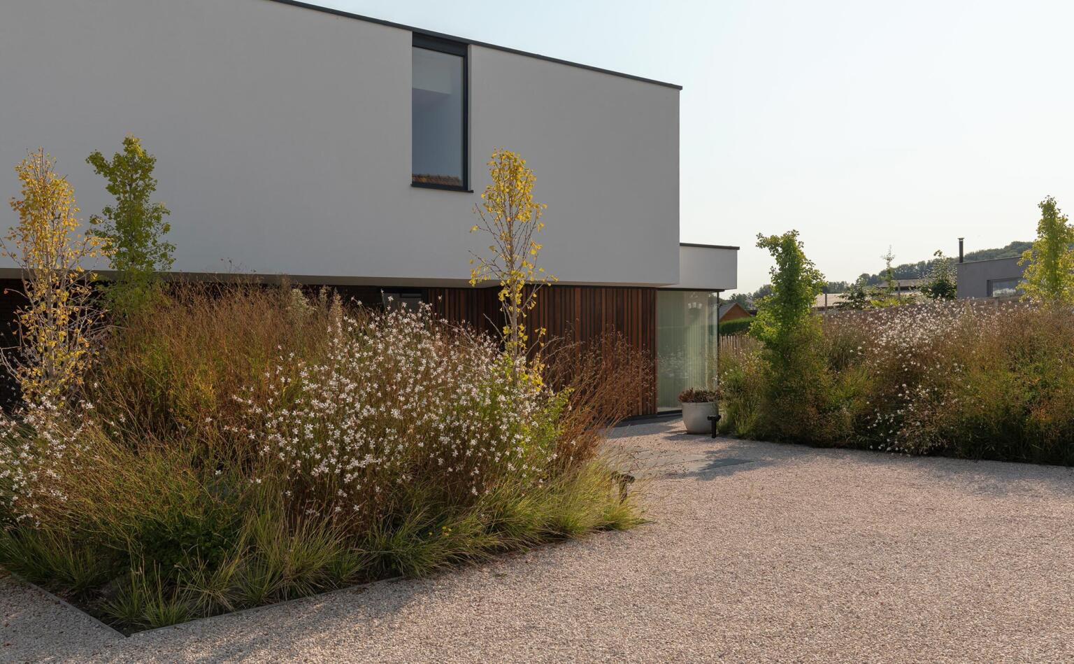 Greenarchitects stefaan willems tuinarchitect ninove moderne woning voortuin oprit grind inkompad natuursteen taluds hoogstam ginkgo sesleria gaura soortnerijk 01