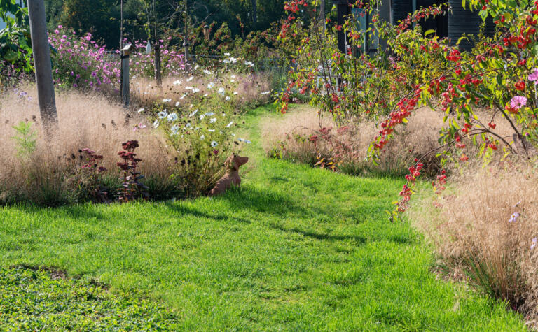 Greenarchitects stefaan willems landschapsarchitectuur overschelde oost vlaanderen serskamp realisatie cosmos deschampsia sedum matrona malus red sentinel