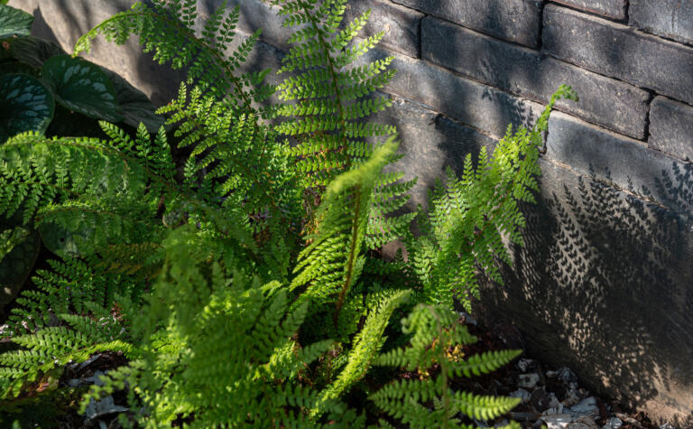 Greenarchitects stefaan willems landschapsarchitectuur overschelde oost vlaanderen serskamp realisatie varen polystichum tuinvaren