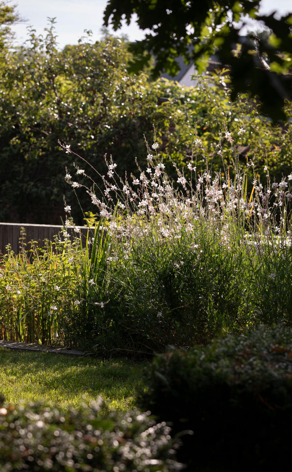 Greenarchitects stefaan willems landschapsarchitect afsnee biodiverse tuin met gaura en bloeiende beplanting