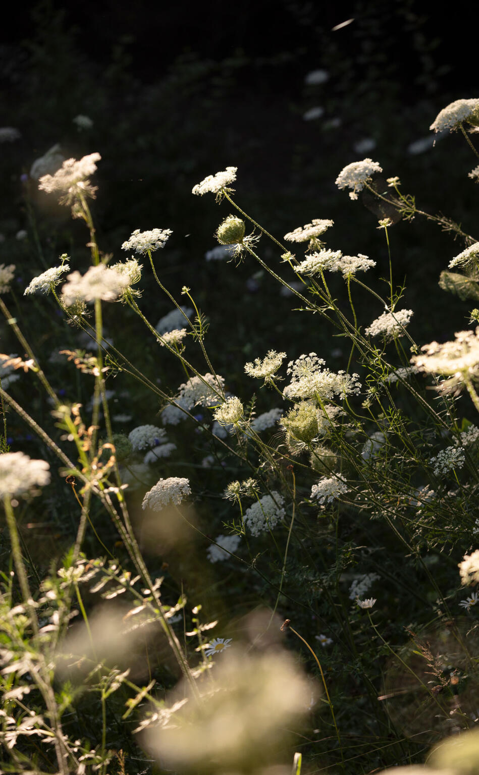 Greenarchitects stefaan willems landschapsarchitect oosterzele Natuurlijke tuin met wilde peen en bloemenweide