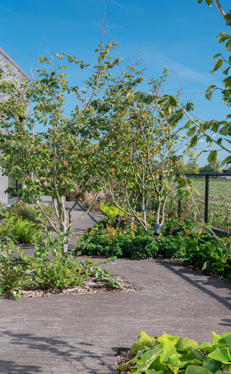 Greenarchitects stefaan willems landschapsarchitectuur overschelde oost vlaanderen serskamp realisatie kleiklinkers vandemoortel carbon parrotia meerstam