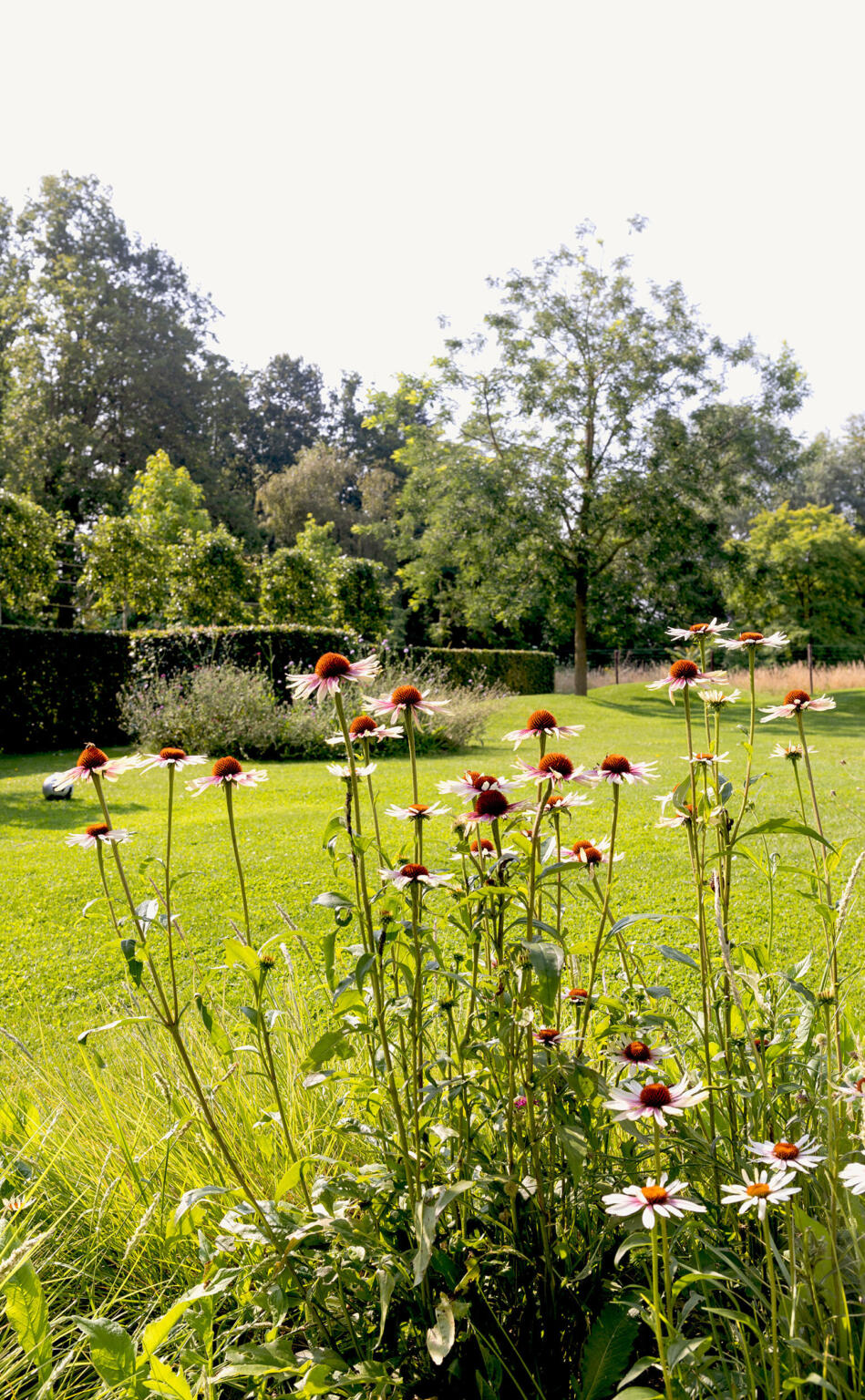 Greenarchitects stefaan willems tuinarchitect natuurlijke bidiverse tuin met echinacea