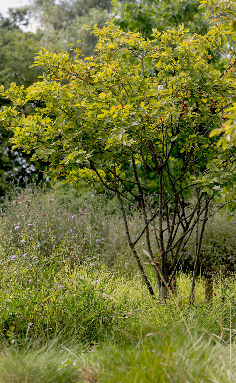 Greenarchitects stefaan willems tuinarchitect natuurlijke biodiverse tuin met meerstammige amelanchier la