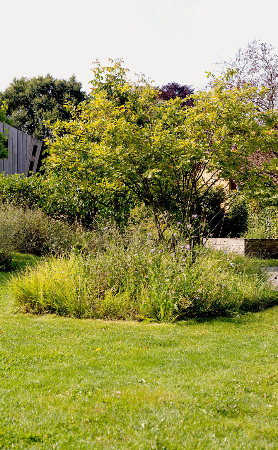 Greenarchitects stefaan willems tuinarchitect natuurlijke biodiverse tuin met meerstammige boom wetteren