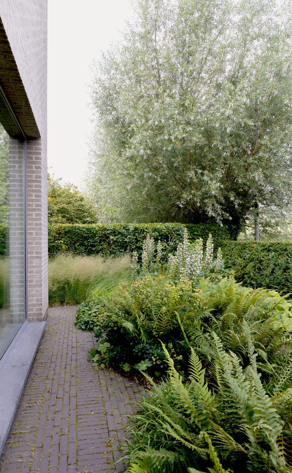 Greenarchitects stefaan willems tuinarchitect natuurlijke biodiverse tuin met schaduwtuin bladplanten varens polystichum