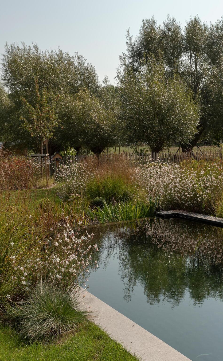 Greenarchitects stefaan willems landschapsarchitect ninove zwemvijver filterbak lavasteen hoogstam boom gaura sesleria molinia insectenlokkend 01