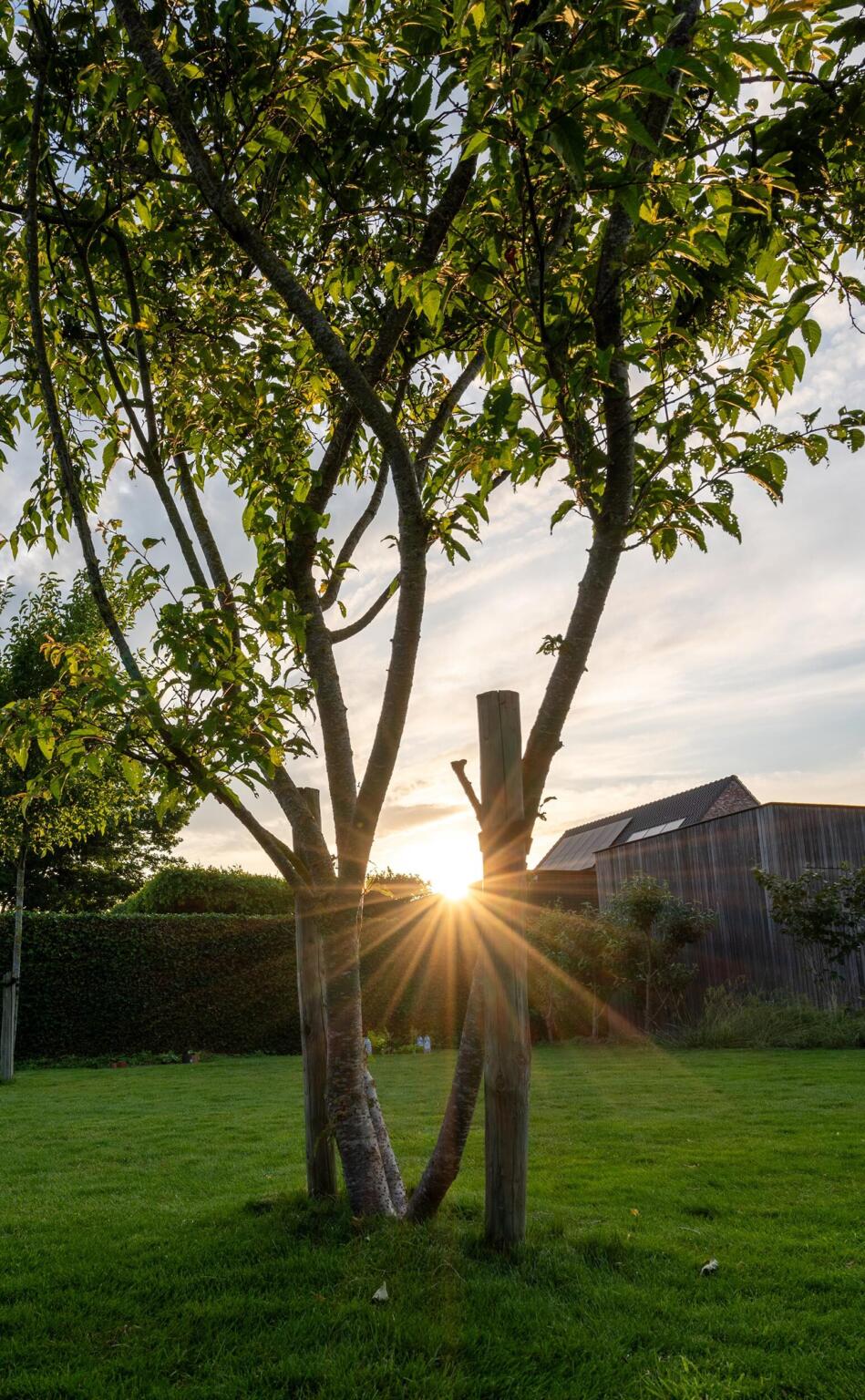 Greenarchitects stefaan willems landschapsarchitect wachtebeke meerstammig zonsondergang moderne woning 01