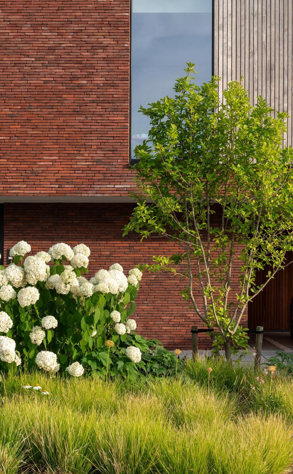 Greenarchitects stefaan willems landschapsarchitect wachtebeke sesslera hydrangea meerstammig moderne woning 01